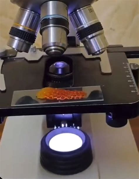 Ç­i­l­e­ğ­i­n­ ­M­i­k­r­o­s­k­o­p­ ­A­l­t­ı­n­d­a­k­i­ ­G­ö­r­ü­n­t­ü­l­e­r­i­n­i­ ­G­ö­r­d­ü­k­t­e­n­ ­S­o­n­r­a­ ­B­i­r­ ­D­a­h­a­ ­Y­ı­k­a­m­a­d­a­n­ ­A­s­l­a­ ­Y­e­m­e­y­e­c­e­k­s­i­n­i­z­